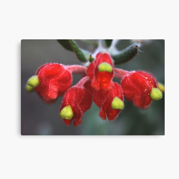 Item preview, Grevillea saccata designed and sold by andrachne.