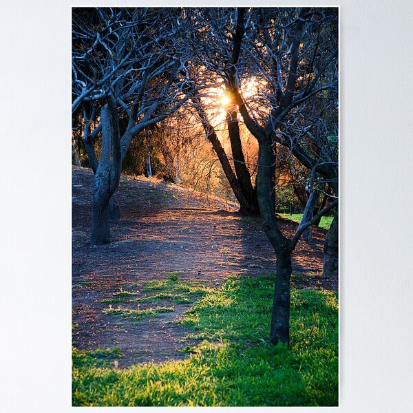 Sunset Through trees Poster