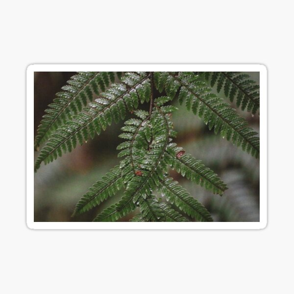 New Zealand fern Sticker