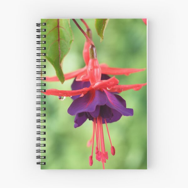 Item preview, Fuchsia  FuchsiaBerry designed and sold by Chris Burrows.