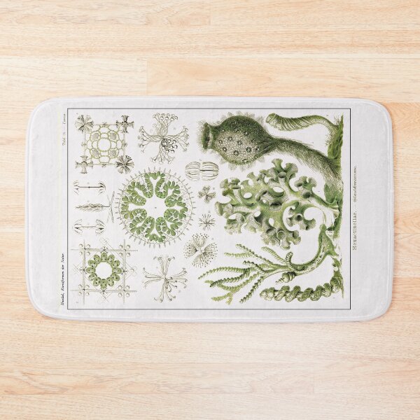 Item preview, Plate 35. Hexactinellae, glass sponges. designed and sold by Squirrox.
