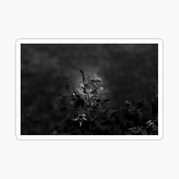 In Memory of the Loving Rose (Black and White) Sticker