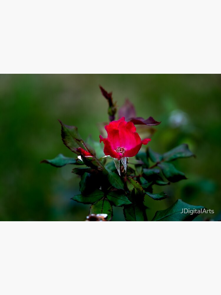 In Memory of the Loving Rose by JDigitalArts