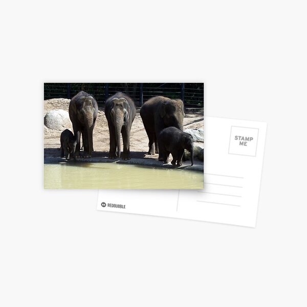 The Melbourne Zoo ~ Mali and Ongard Postcard