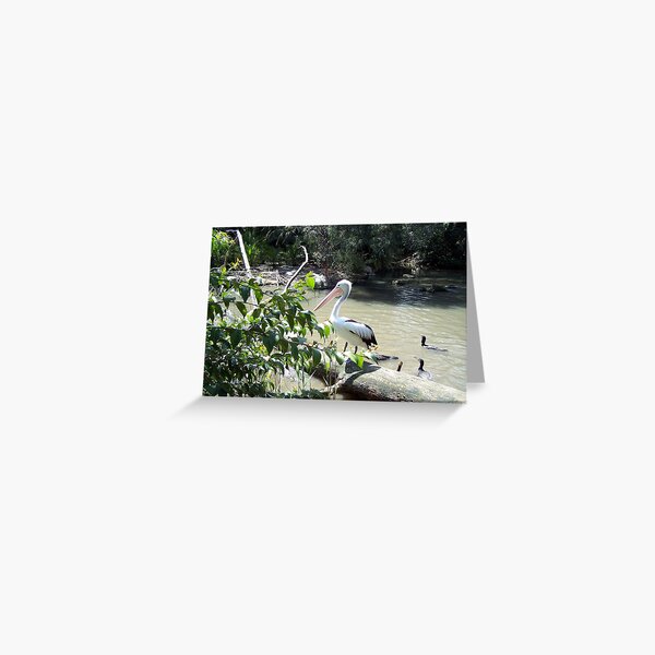 Pelican Greeting Card