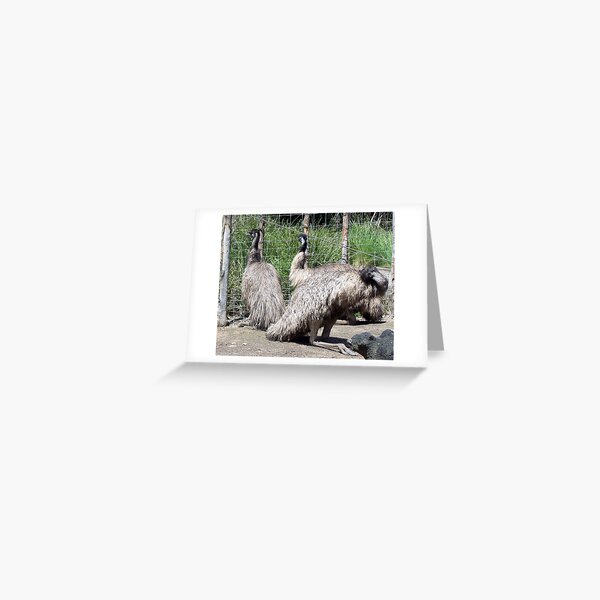 Emu Greeting Card