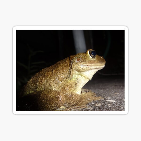 Item preview, A Frog . . . Real Croaker by Orikall designed and sold by HippieWorks.