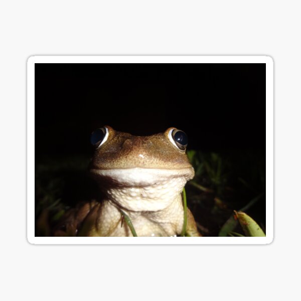 Item preview, Happy Frog - Macro by Orikall designed and sold by HippieWorks.