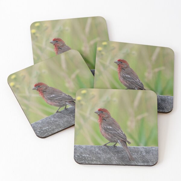 Item preview, House Finch Delight designed and sold by nwbirdscapes.