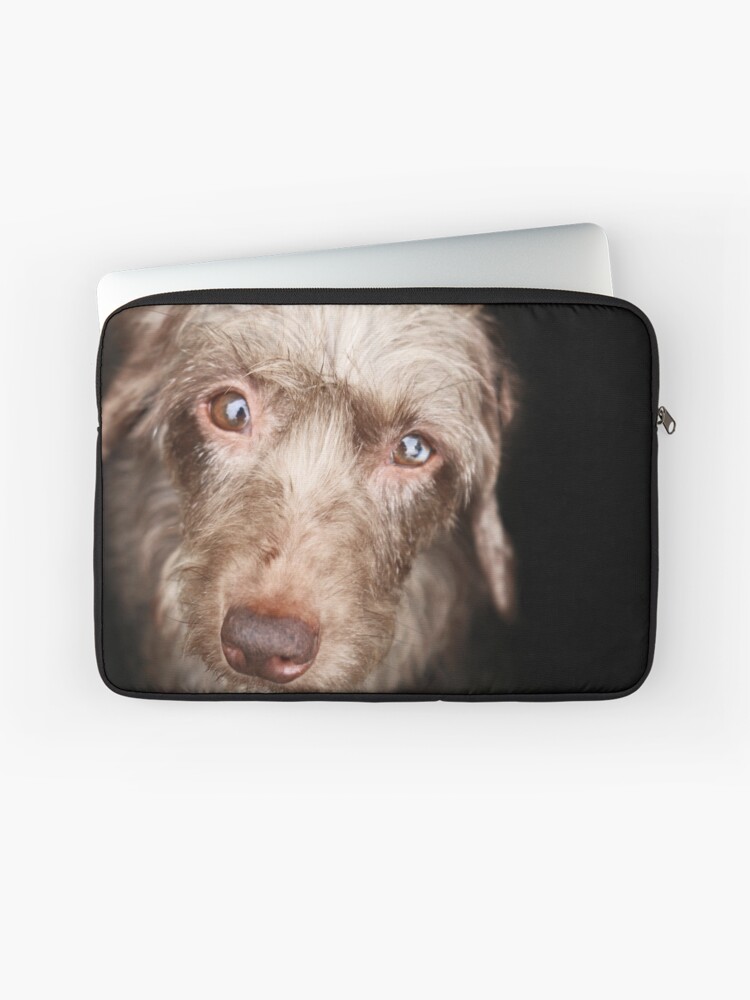 Rings Of Saturn Dachshund Puppy Wire Wirehair Hair Coat