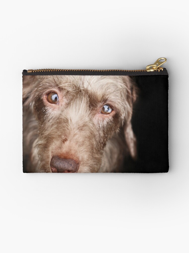 Rings Of Saturn Dachshund Puppy Wire Wirehair Hair Coat
