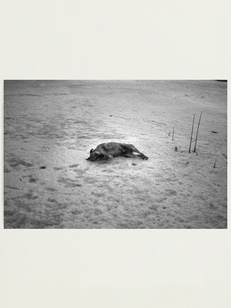 Alternate view of Lost Puppy Photographic Print