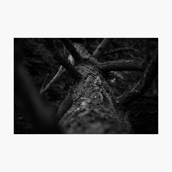 Foreign Woods (Black and White) Photographic Print