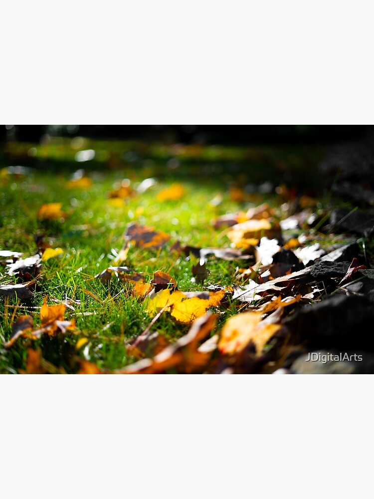 Glistening Light on Fall Leaves by JDigitalArts