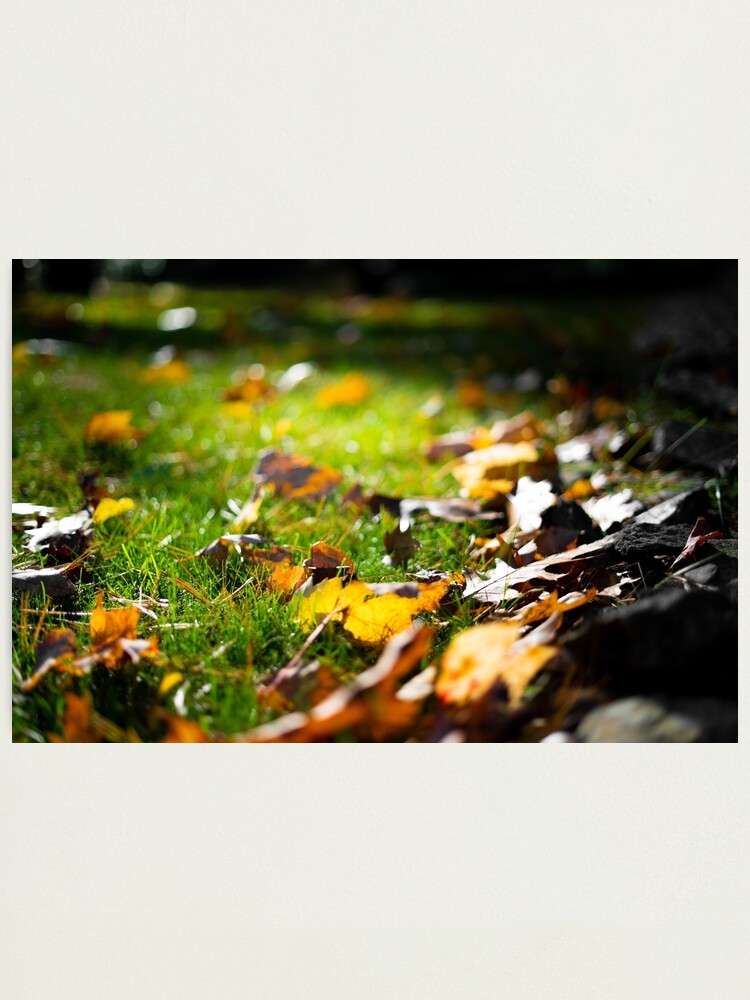 Alternate view of Glistening Light on Fall Leaves Photographic Print