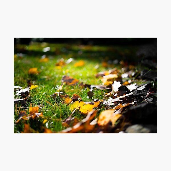 Glistening Light on Fall Leaves Photographic Print