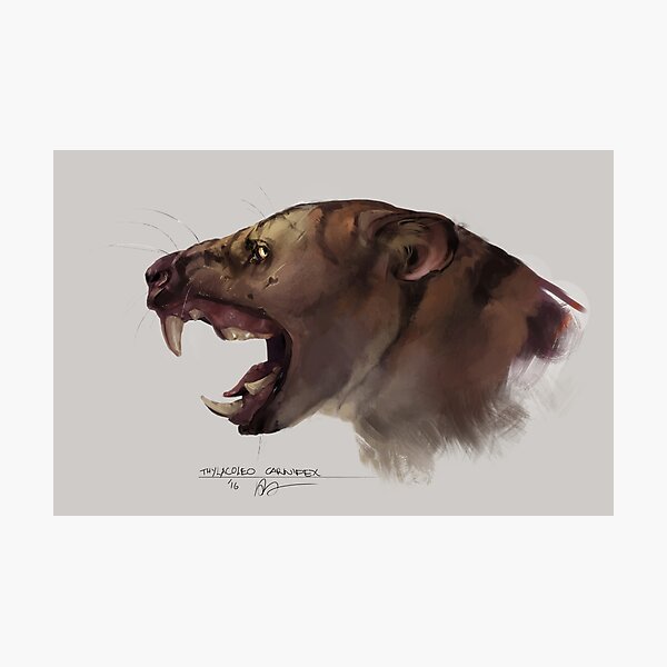 Thylacoleo carnifex : the marsupial lion Photographic Print