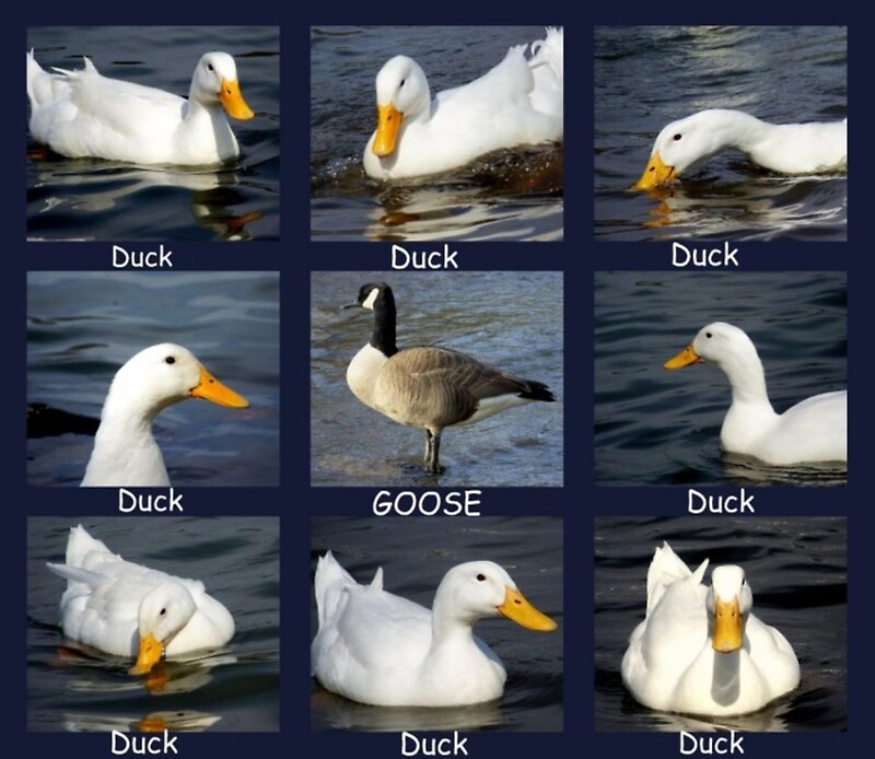 falcon goose goose duck