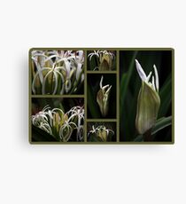 Some kind of Wonderful....Crinum pedunculatum Leinwanddruck