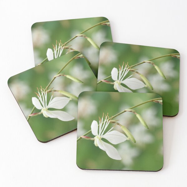Item preview, Gaura lindheimeri 'Sparkle White' designed and sold by Chris Burrows.