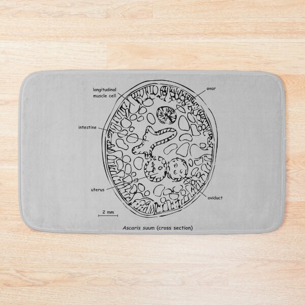 Item preview, Cross section of Ascaris suum, labelled designed and sold by RosArt100.