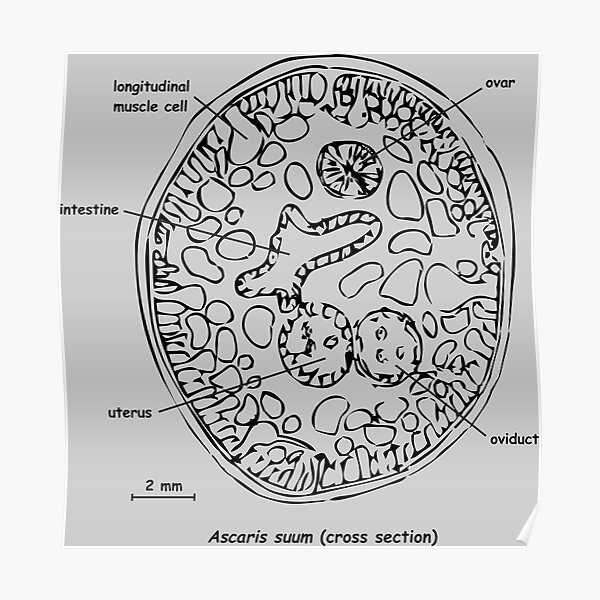 Ascaris formula