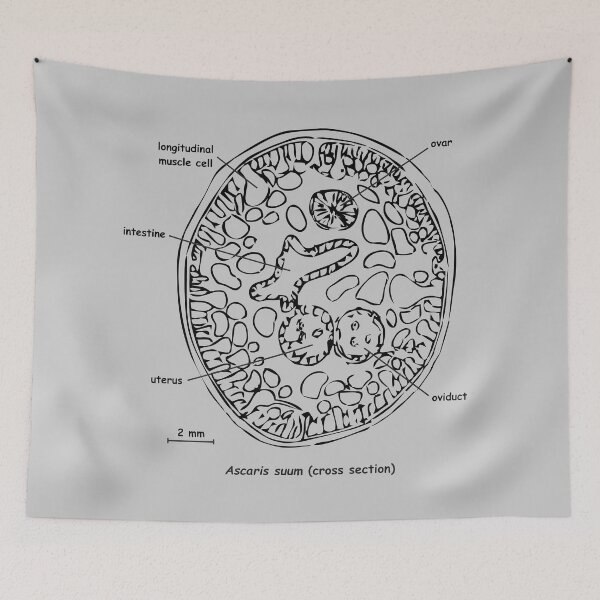 Item preview, Cross section of Ascaris suum, labelled designed and sold by RosArt100.