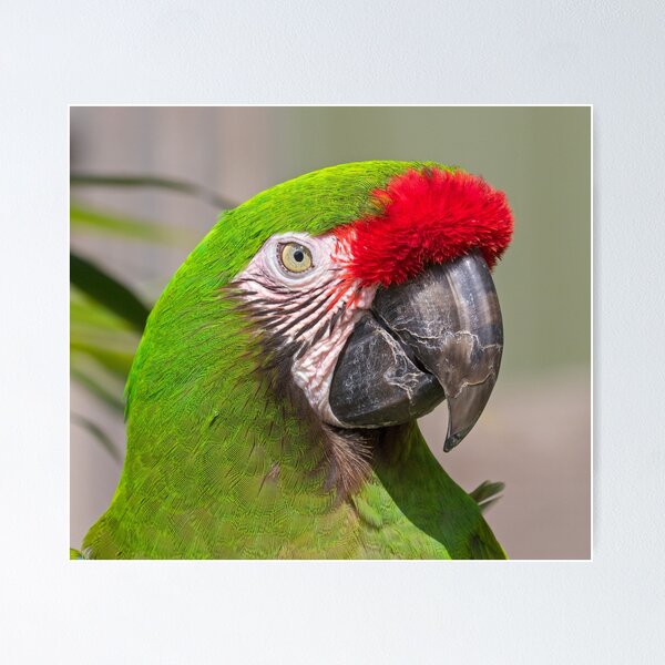 Item preview, Military Macaw designed and sold by bidkev1.