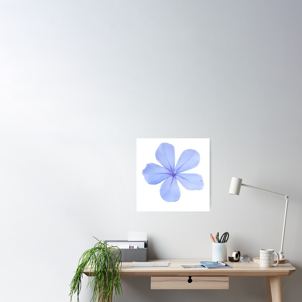 Blue Flower on a transparent background Sticker for Sale by ellenhenry
