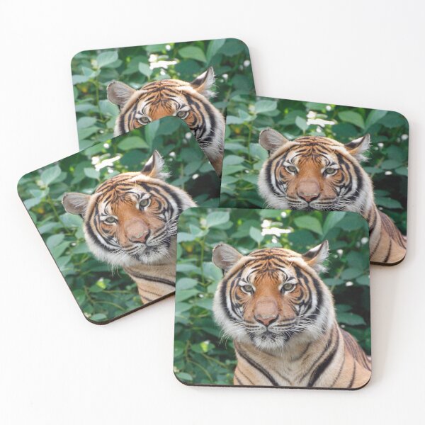 Item preview, Tiger 001 designed and sold by JAMFoto.