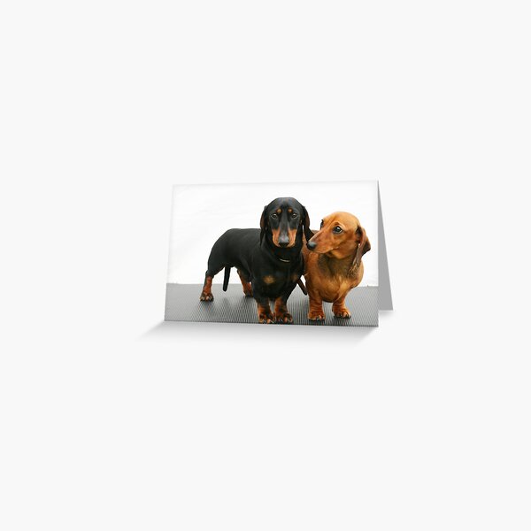 Miniature smooth dachshunds Greeting Card