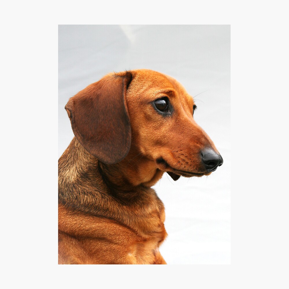 red smooth dachshund