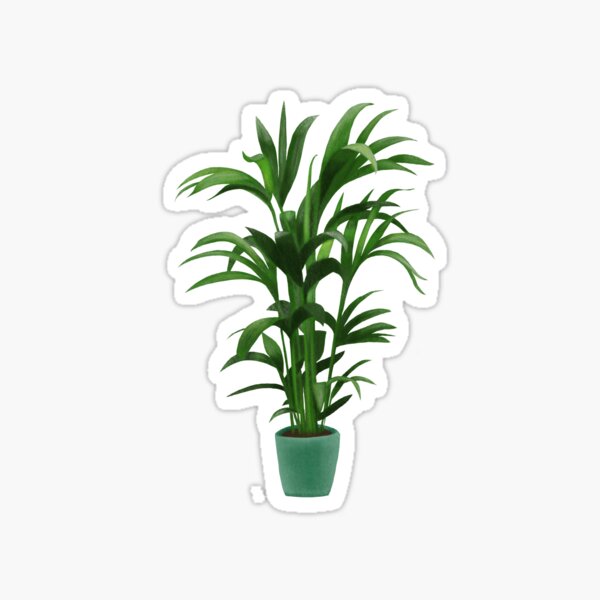 Kentia Palm Plant Sticker