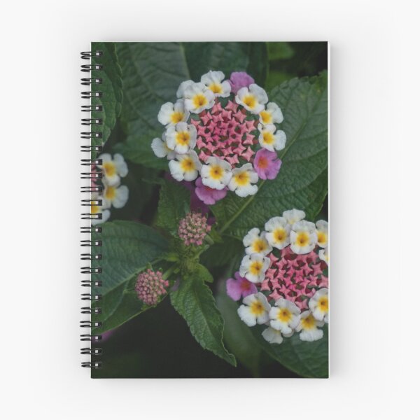 Item preview, Pink Centred Lantana designed and sold by Gerda Grice Photography.