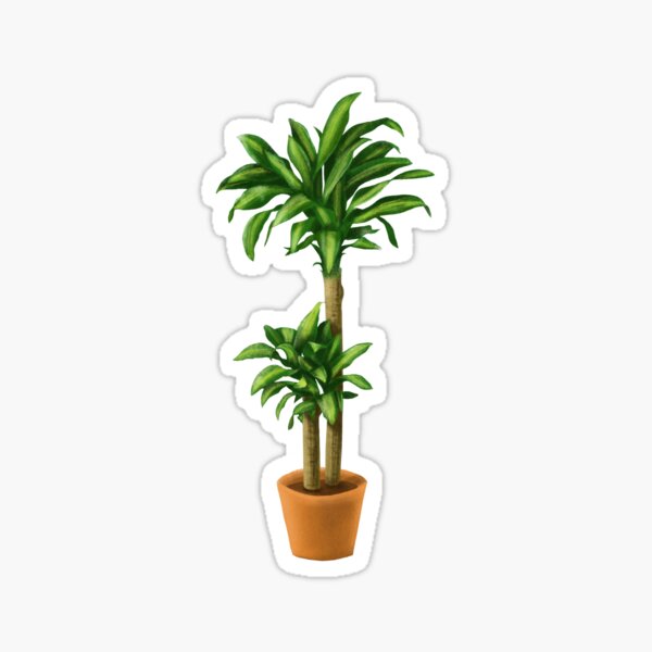 Dracaena Massangeana Plant Tropical Corn Plant Sticker