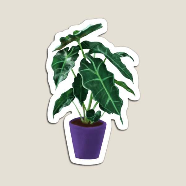 Alocasia Polly, Elephant Ear Plant Magnet