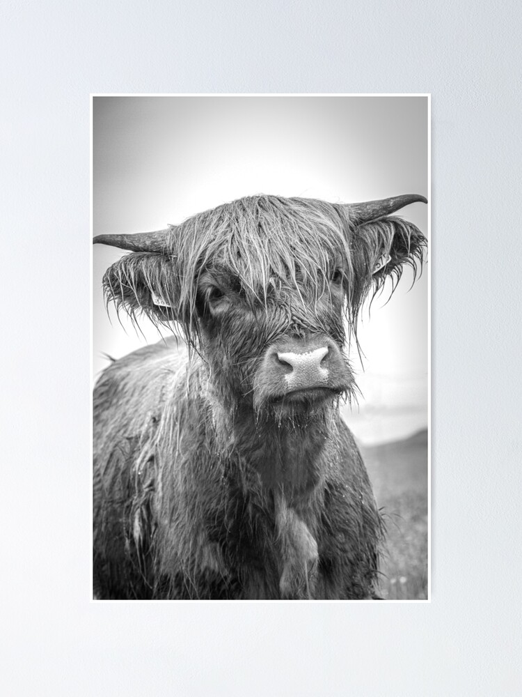 Thumbnail 1 of 3, Poster, Highland cow - Mull designed and sold by RKSDESIGN.