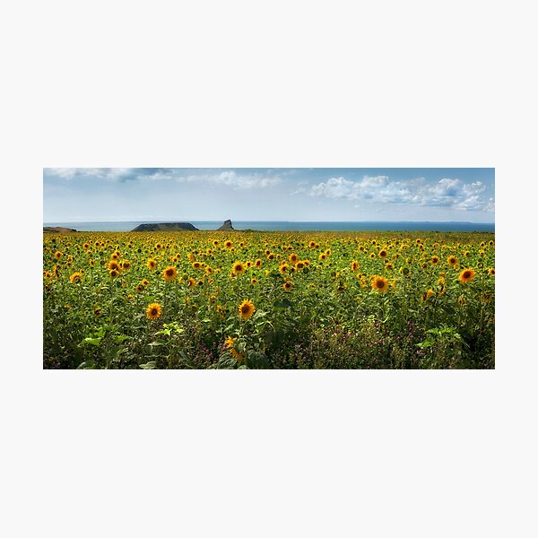 A panoramic field of Sunflowers Photographic Print