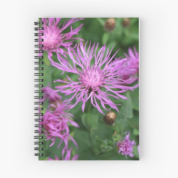 Item preview, Common knapweed designed and sold by mrivserg.