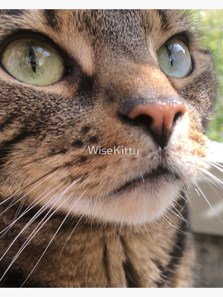Close Up Feline Green-Eyed Beauty by WiseKitty