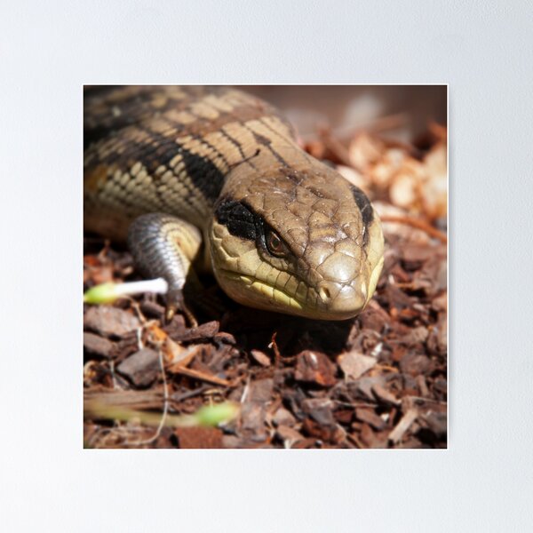Item preview, Blue Tongue  designed and sold by Judith Cahill.