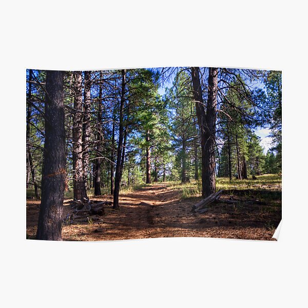 Forest Path Poster