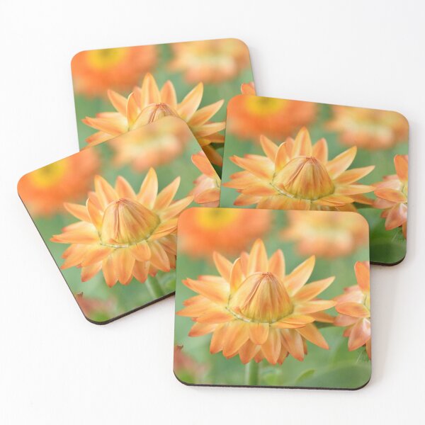 Item preview, Helichrysum bracteatum  'Nevada Orange'  Everlasting flower  designed and sold by Chris Burrows.