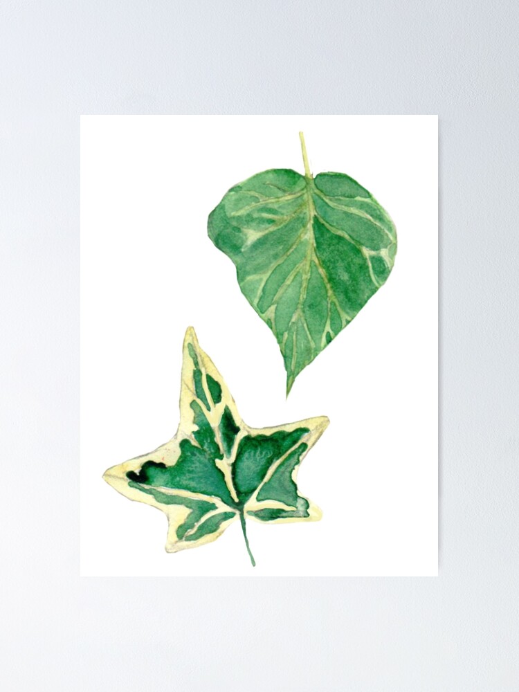 Ivy Leaf Watercolor Painting  Poster for Sale by Shae Glow