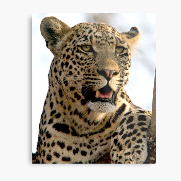 Induna Metal Print