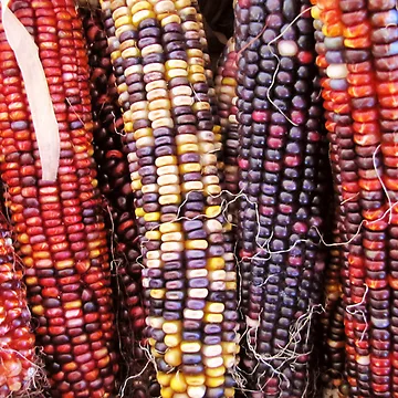 Artwork thumbnail, Corn Rows by shutterbug2010