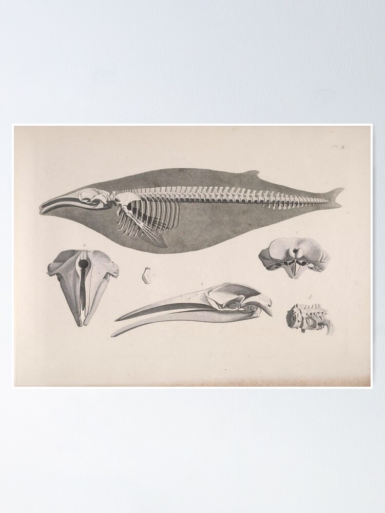 Humpback Whale Skeleton Diagram