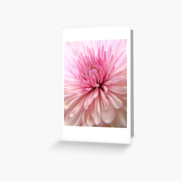 Cotton Candy Greeting Card