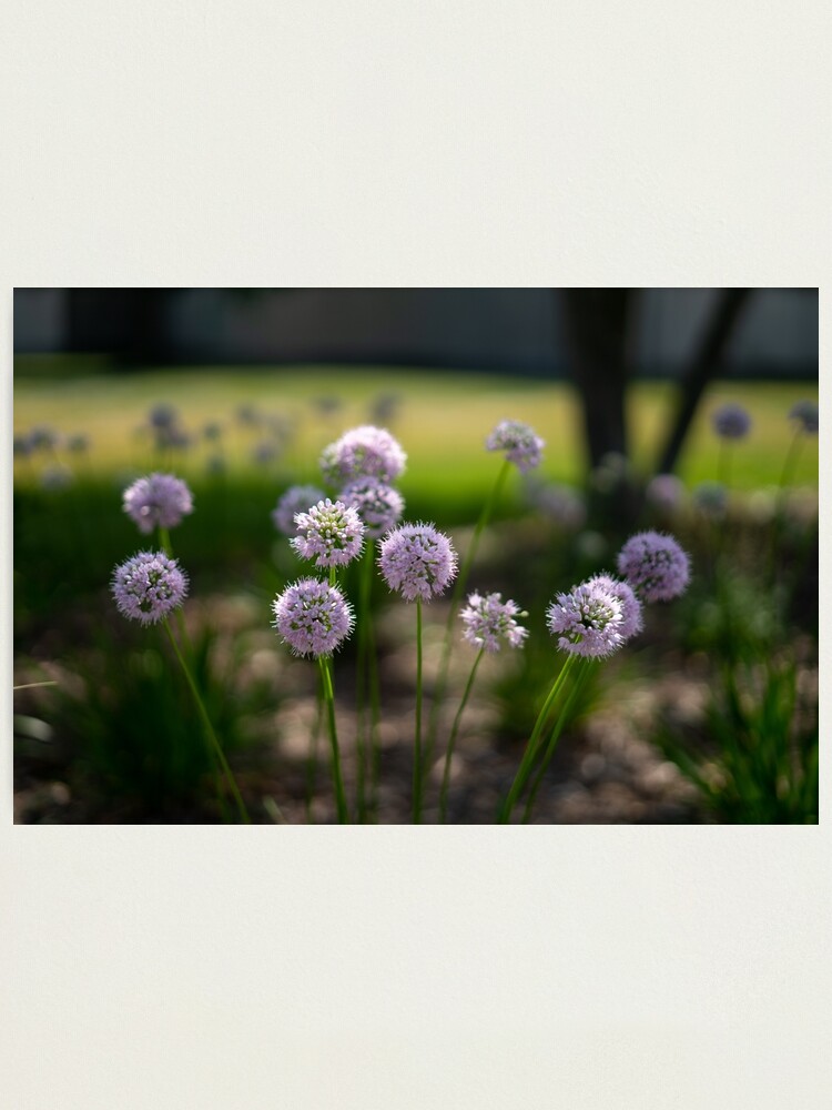 Alternate view of Summer's Lovely Flowers #1 Photographic Print