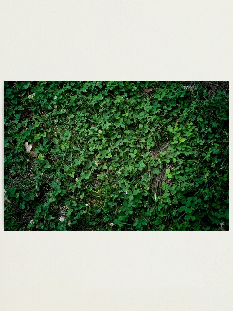 Alternate view of Leafy Wall Photographic Print